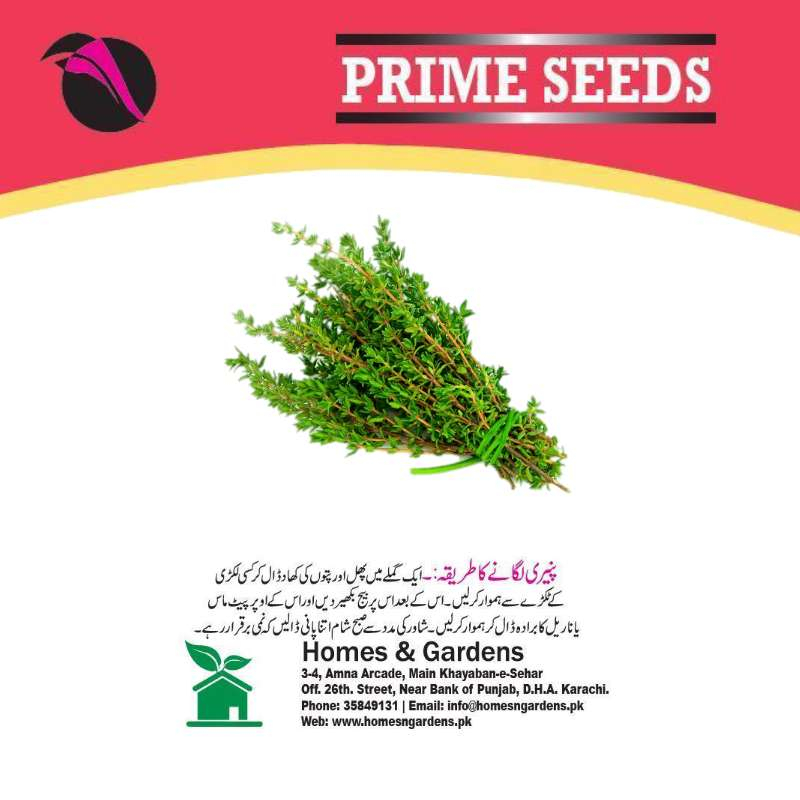 Thyme Seeds