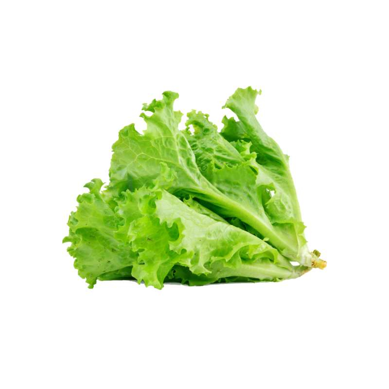 Salad Leaves (Salad Patta )