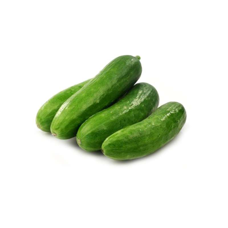 Sindhi Cucumber (Sindhi Kheera)