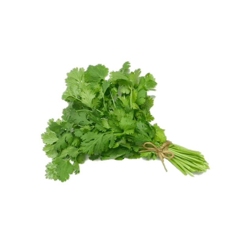 Cilantro (Dhanyan)