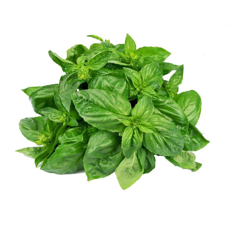 Basil Leaves